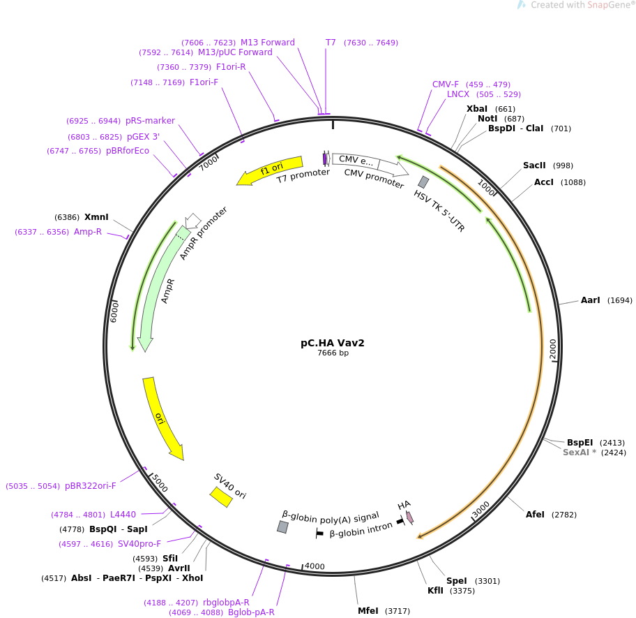 pC.HA Vav2质粒图谱